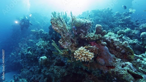 Wallpaper Mural Underwater Diver Photographer. Tropical blue sea water. Scuba Diver Exploring Reef. Slow Motion. Red Sea, Egypt. Underwater World Life. Tropical Underwater Seascape. Reef Coral Scene. Torontodigital.ca