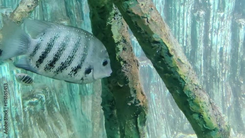 Pearl spot fish or Karimeen fish , also known as Green Chromides in a underwater aquarium. photo