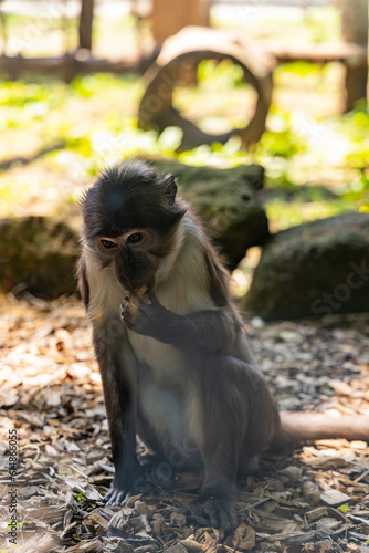 Biopark - Zoo of Rome. Family day together to discover wild animals from all over the world. Amazement and wonder in front of curious animals. Mangabeys climb up the trees in search of food.