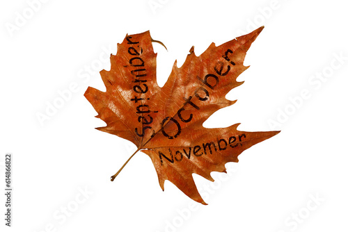 beautiful background of yellow autumn leaves