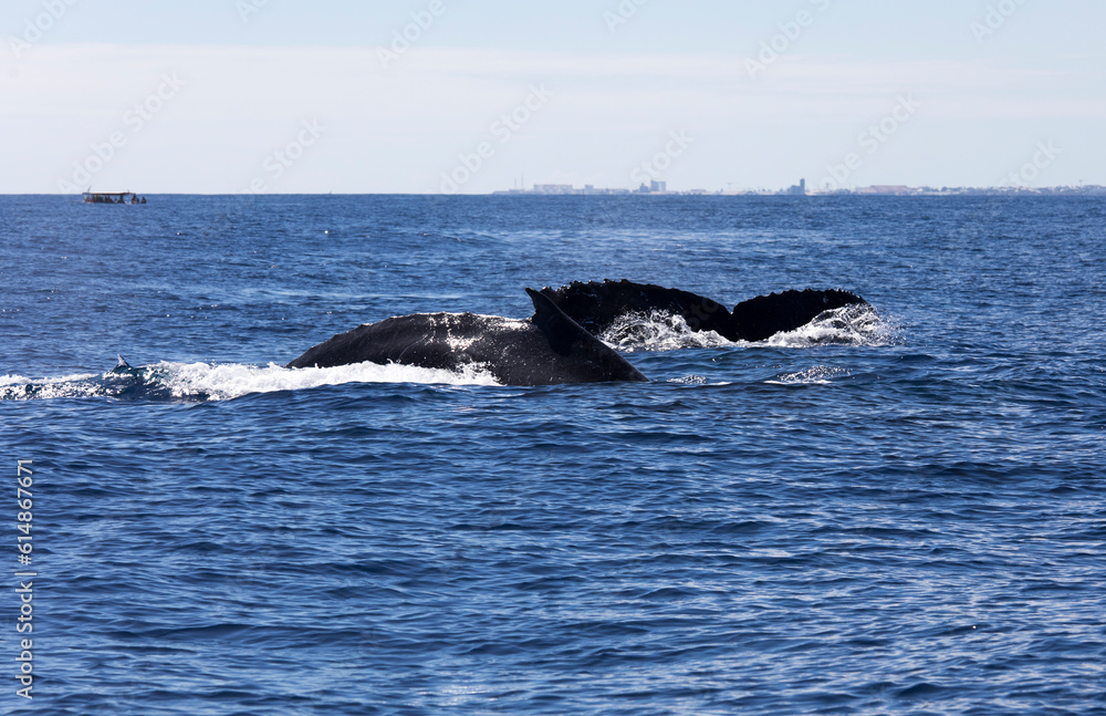 Obraz premium View of whale in La Reunion sea