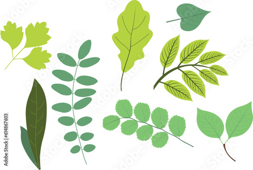 Green leaves, forest leaves