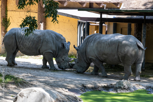 Biopark - Zoo of Rome. Family day together to discover wild animals from all over the world. Amazement and wonder in front of curious animals. Pair of Rhinos eating and drinking in the shade.