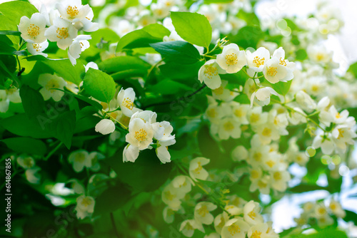 Blooming jasmine, white, fragrant flowers in the garden © Dana