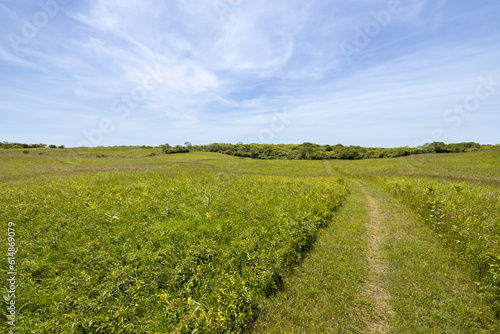 A Greenway path through a field and meadow in the rolling hills of Block Island  Rhode Island  USA