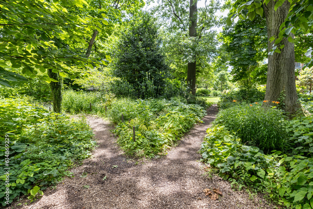 A beautiful walking trail leads through lush green plants in a botanical garden