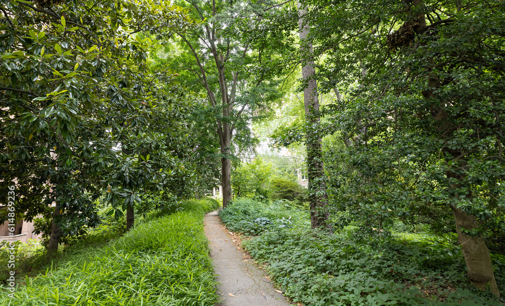 A beautiful walking trail leads through lush green plants in a botanical garden A beautiful walking trail leads through lush green plants in a botanical garden