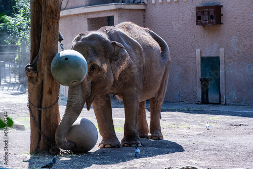 Biopark - Zoo of Rome. Family day together to discover wild animals from all over the world. Amazement and wonder in front of curious animals. Elephant plays with a sphere where food is hidden inside.