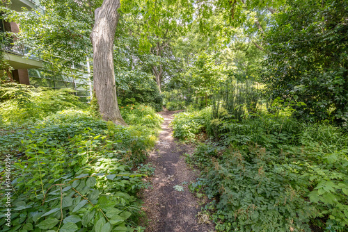 A beautiful walking trail leads through lush green plants in a botanical garden photo