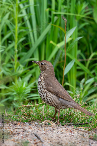 Song thrush (Turdus philomelos) with worms in mouth 