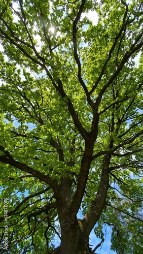 green tree crown