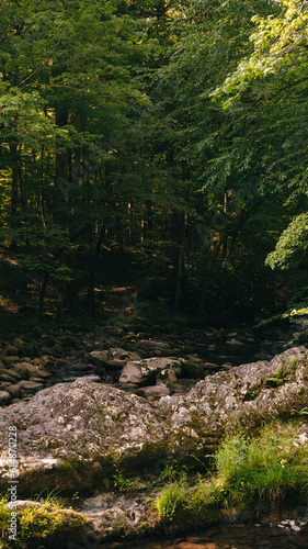 Greens of the mountains