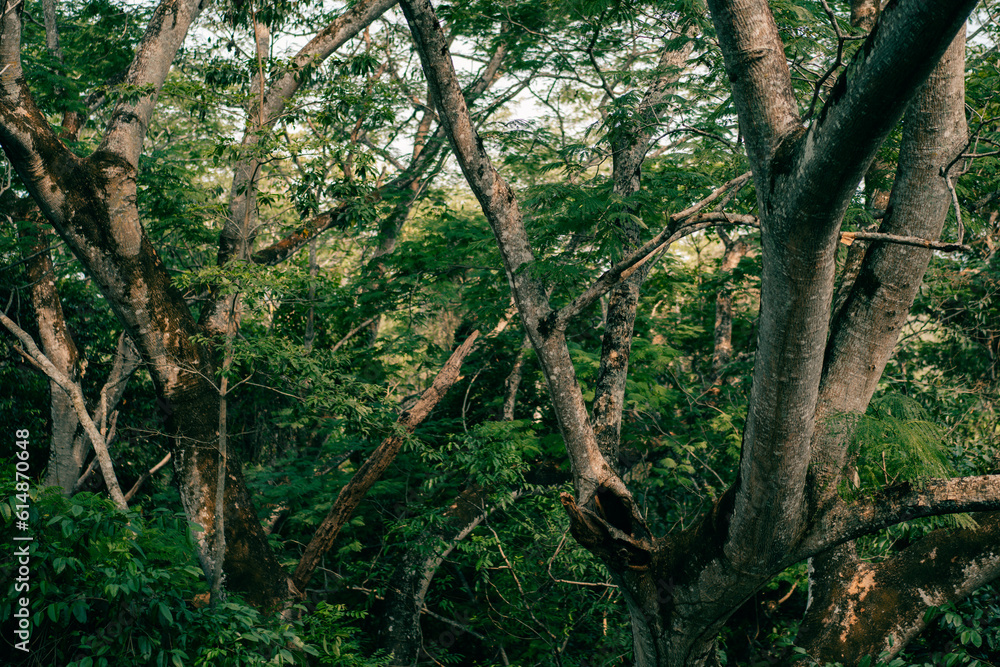 tropical tree branches in palenque, mexico tropical tree branches in palenque, mexico