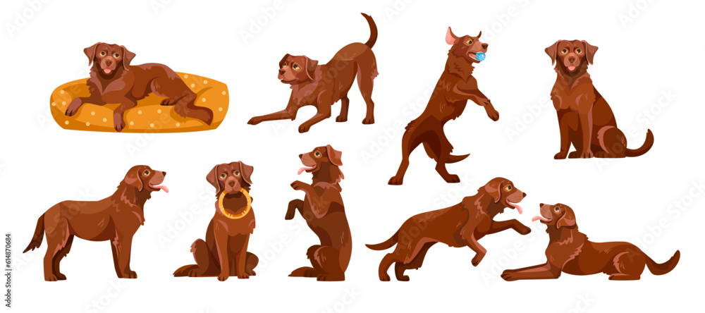 Obraz premium Labrador Retriever Dog Breed with Brown Coat in Different Pose Vector Set