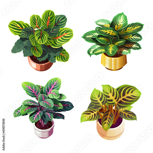 Calathea plant in a pot