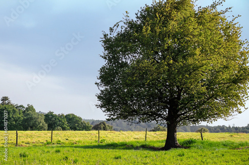 beautiful tree in the middle of a field covered with grass with the tree line in the background