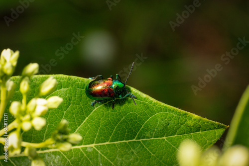 Iridescent Dogbane Leaf Beetle on the edge of a leaf Macro Close-up - open copy space - Chrysochus auratus photo