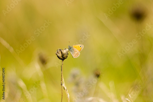 butterfly on a yellow flower