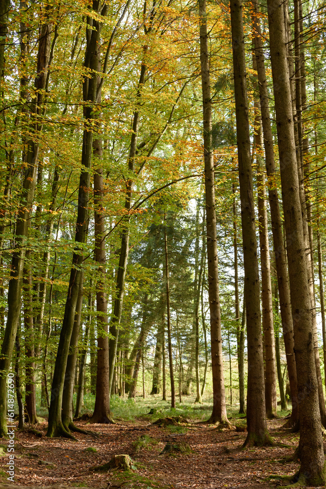 Obraz premium forest in autumn