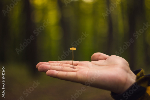 hand holding a mushroom