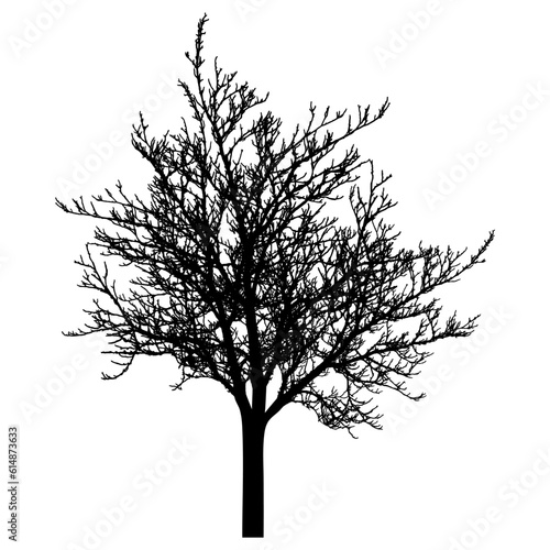 Bare tree silhouette. Beautiful leafless tree.  Vector illustration