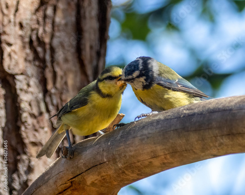 Blue tit fledgling being fed by parent on the branch of a tree in the woodland in the sunshine 