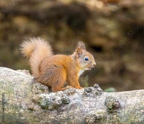 Baby scottish red squirrel eating a nut on an old tree trunk in the woodland 