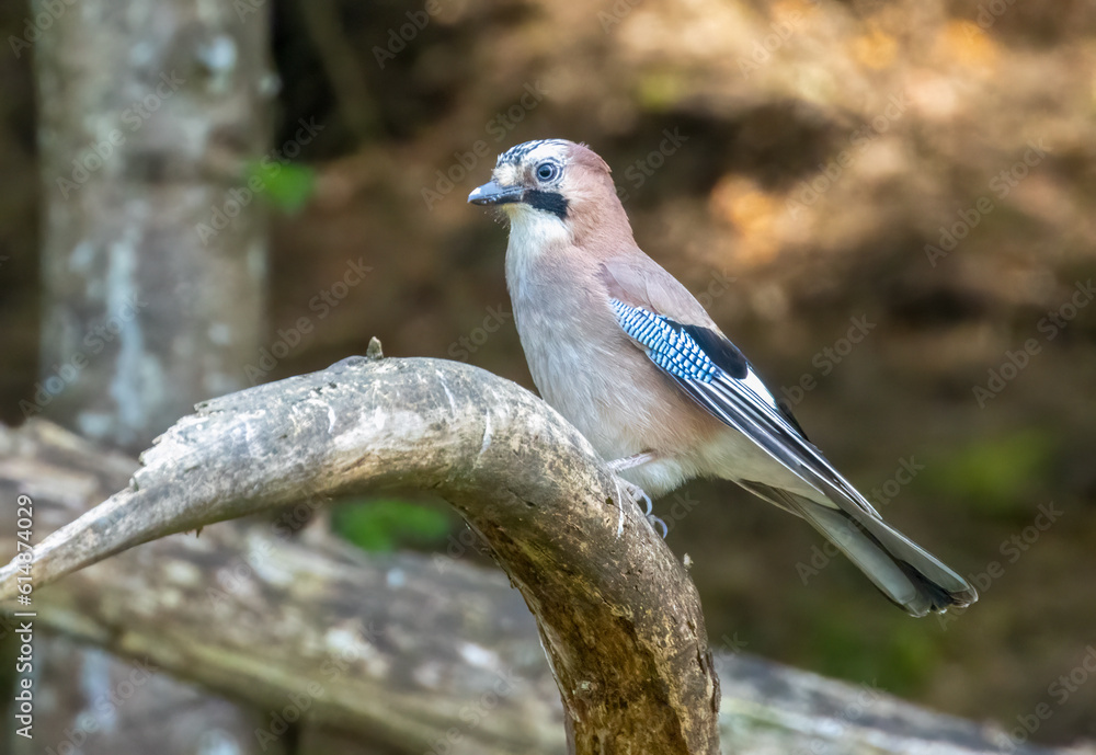 Beautiful Jay, colourful corvid bird in the green forest woodland 