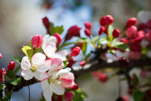 Beautiful  Spring White   Pink Blooms on a Tree Branch Blue Sky Background  Border  Baby Shower  Brunch  Garden Party  Birthday  Backdrop  Flier  Poster  Ad  Wallpaper  Social Media Post  Celebration 