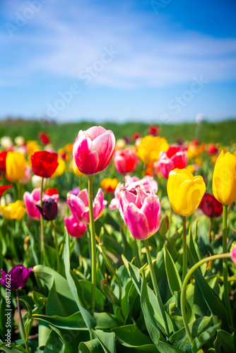 Cuadro en lienzo Holland tulip festival, Michigan