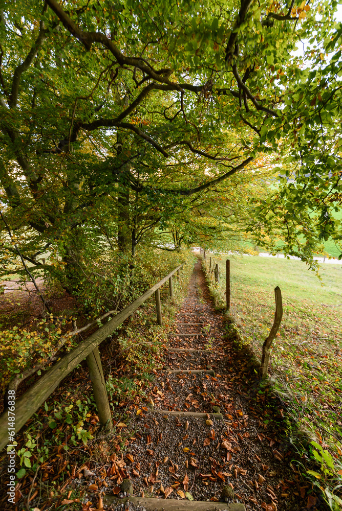 Obraz premium path in the woods