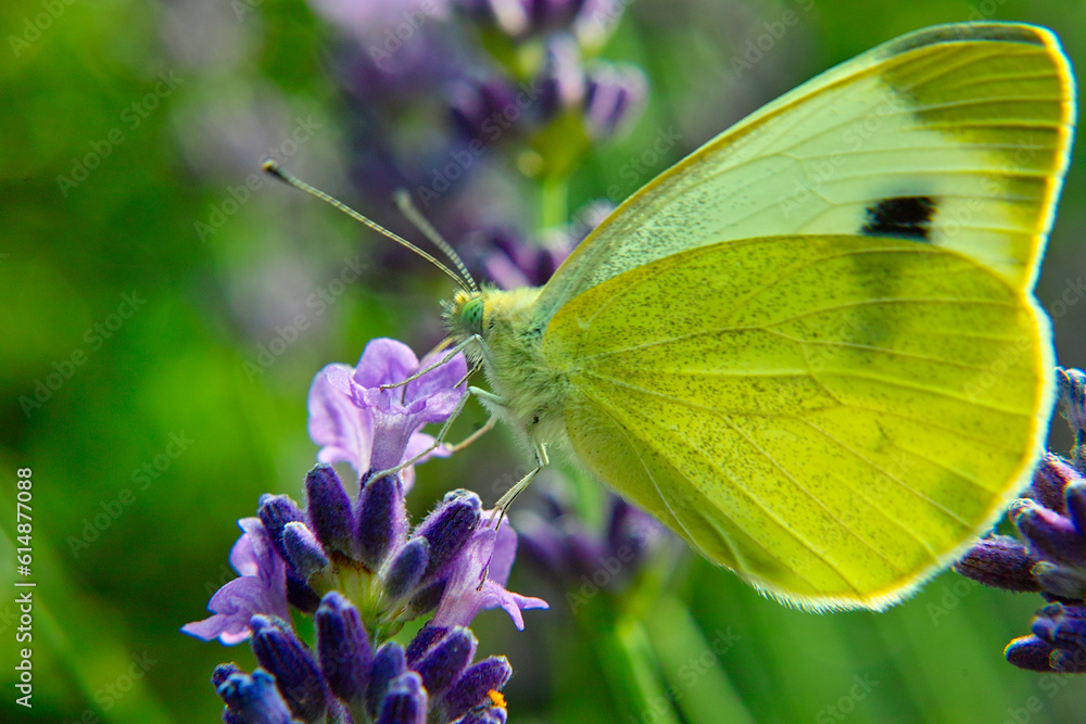 closeup of a blossom with a butterfly closeup of a blossom with a butterfly