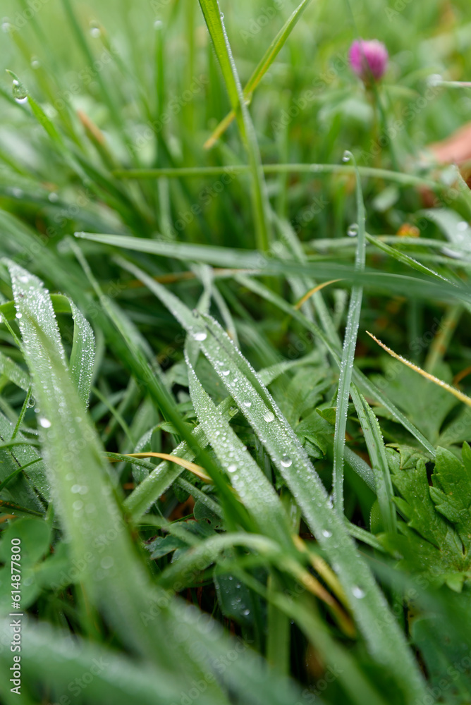 dew on grass