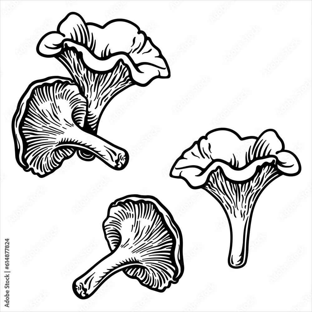 Chanterelles. Vector illustration of chanterelle mushrooms. Stock