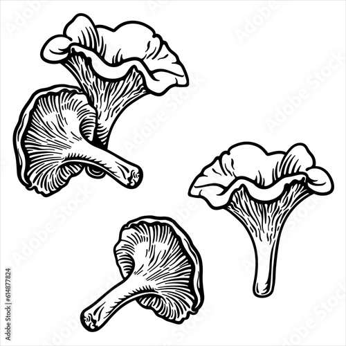 Chanterelles. Vector illustration of chanterelle mushrooms. photo