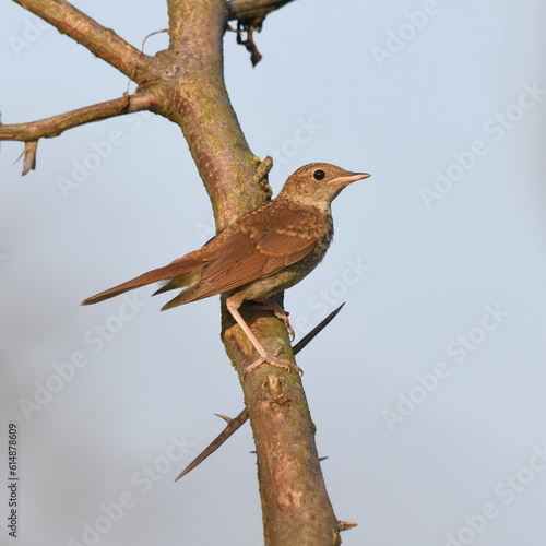 Beautiful Luscinia megarhynchos posing on the branch.