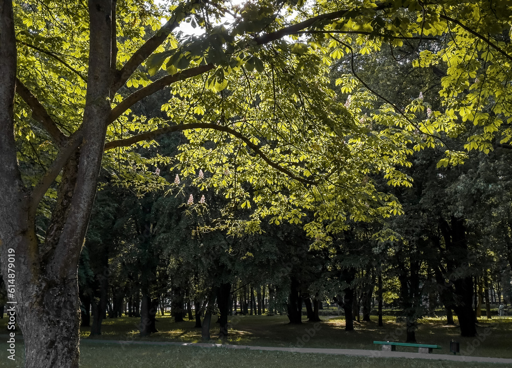 Fototapeta premium Green tree leaves in sunlight in park, background landscape