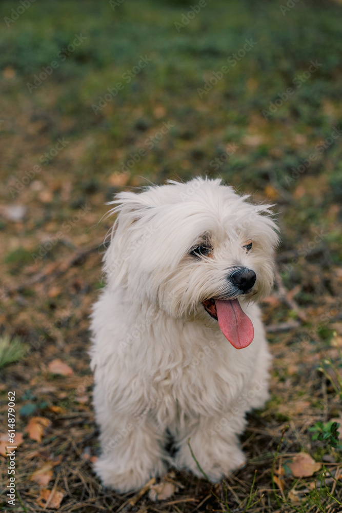 White Maltese dog walking along the forest path in spring