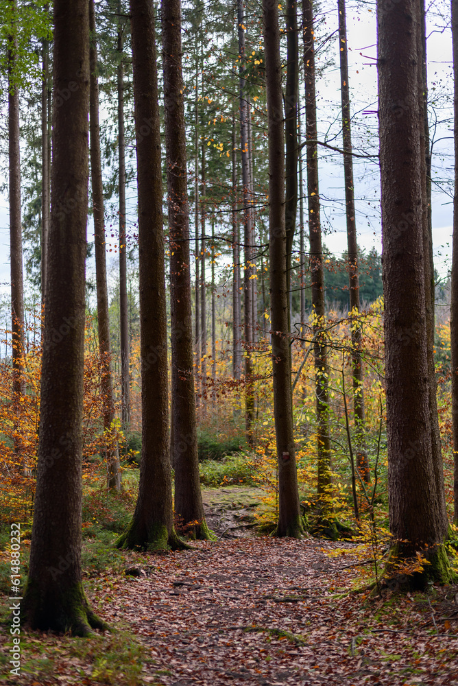 path in the forrest