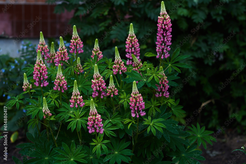 blooming lupine flower background of wall house. blooming lupine flower background of wall house.