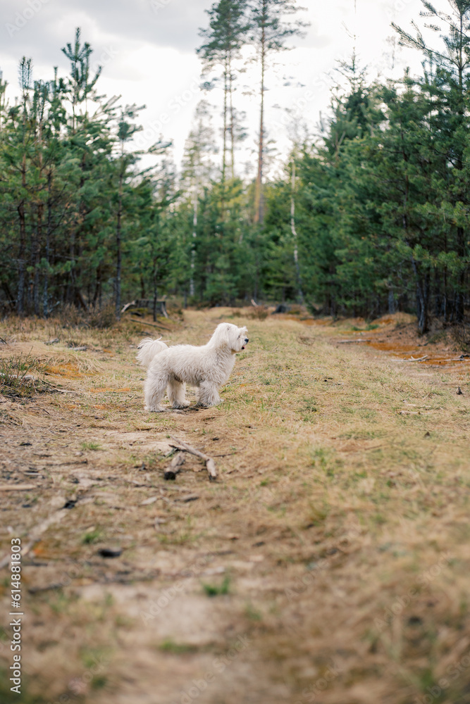 White Maltese dog walking along the forest path in spring White Maltese dog walking along the forest path in spring