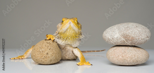 Canvas Print portrait of a bearded dragon isolated