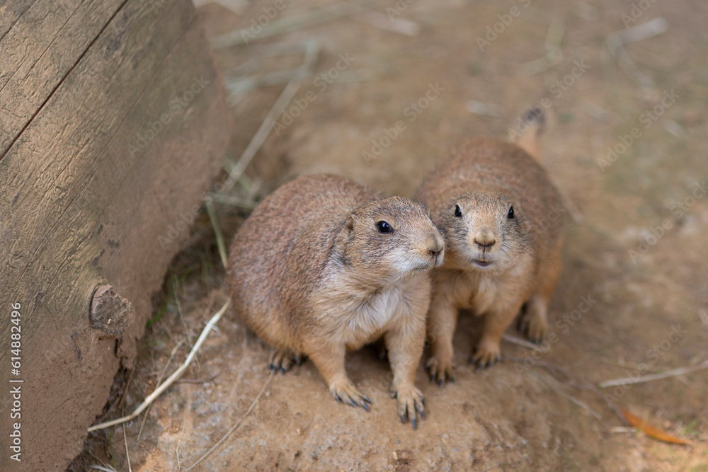 Naklejka premium black tailed prairie dogs