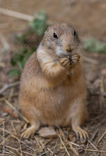 black tailed prairie dogs © SHELL