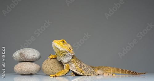 portrait of a bearded dragon isolated.agama lizard on a light background with zen stones photo