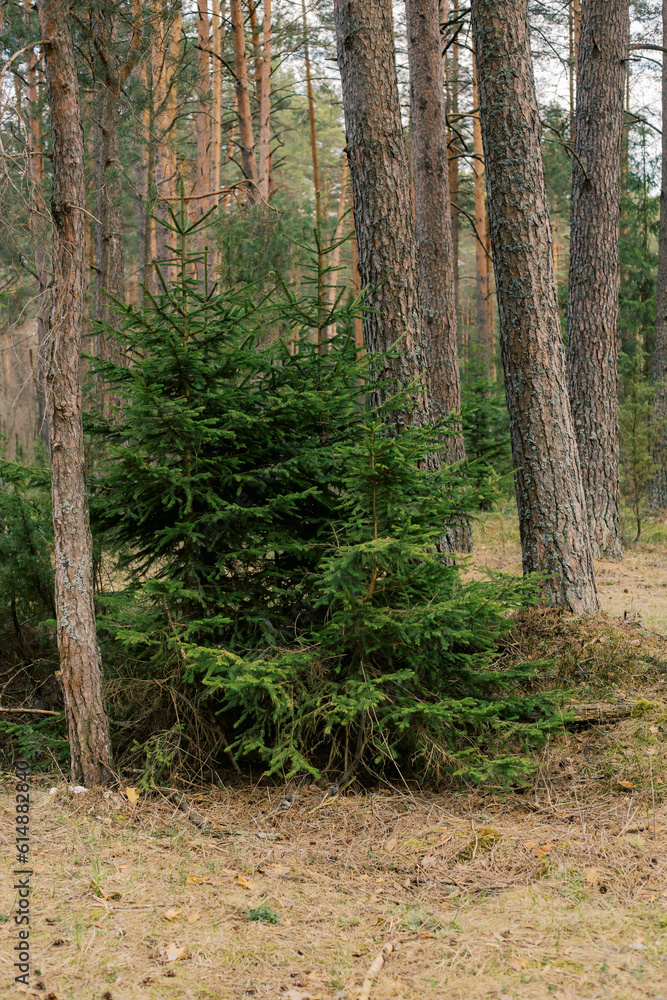 beautiful green forest in summer, Vitebsk region, Belarus beautiful green forest in summer, Vitebsk region, Belarus
