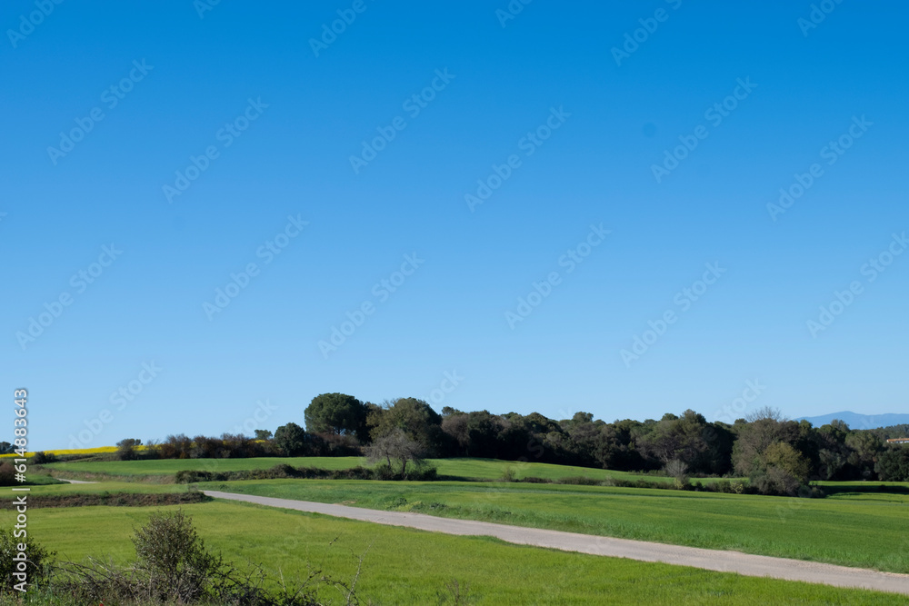 Naklejka premium Blue sunny sky in a beautiful rural landscape on a green grass field with some bushes