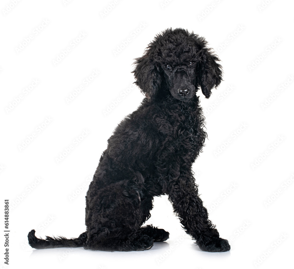 puppy standard poodle in studio puppy standard poodle in studio