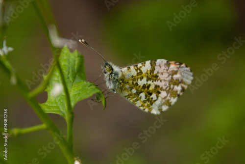 butterfly on a flower