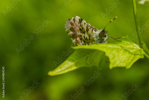 butterfly on leaf